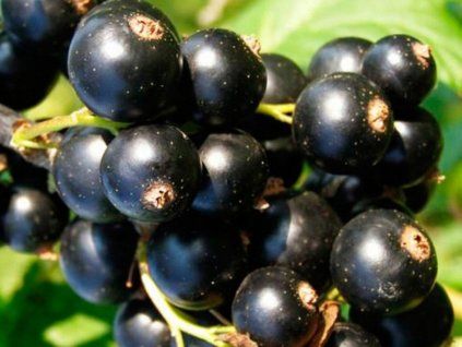 Rybíz 'Titania'  Ribes nigrum 'Titania'