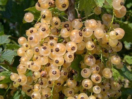 Rybíz 'White Pearl'  Ribes niveum 'White Pearl'