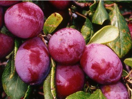 Ryngle 'Avalon'  Prunus domestica subsp. italica 'Avalon'