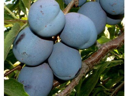 Ryngle 'Kalifornská modrá'  Prunus domestica subsp. italica ´Kalifornská modrá´