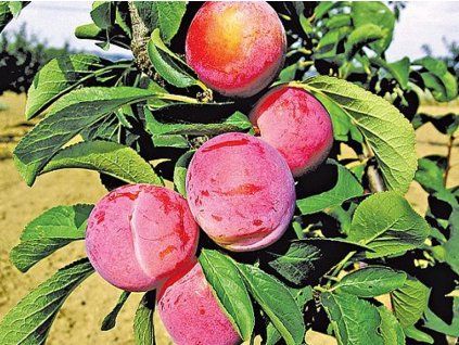 Ryngle 'Malvazinka'  Prunus domestica subsp. italica ´Malvazinka´
