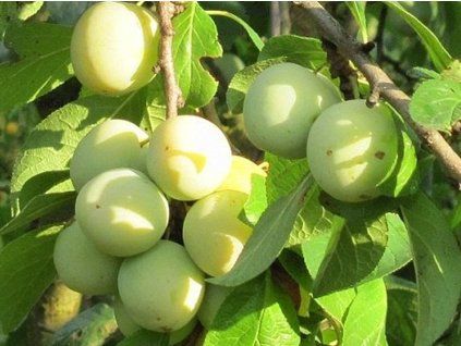 Ryngle 'Ontario'  Prunus domestica subsp. italica 'Ontario'