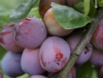 Ryngle 'Opál'  Prunus domestica subsp. italica 'Opal'