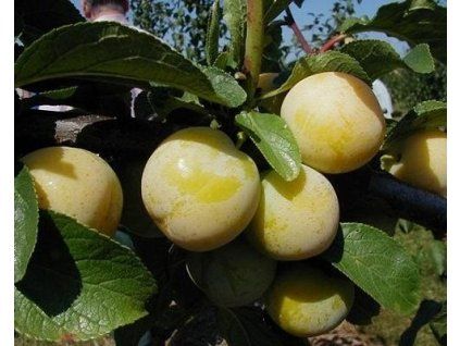 Ryngle zelená  Prunus domestica