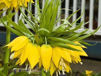 lutea
