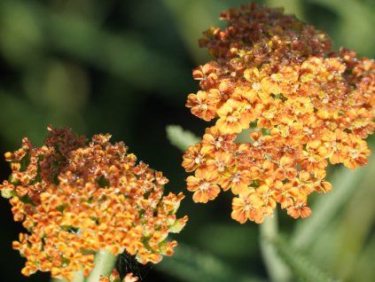 Řebříček obecný 'Inca Gold' - Achillea millefolium 'Inca Gold'  Achillea millefolium 'Inca Gold'