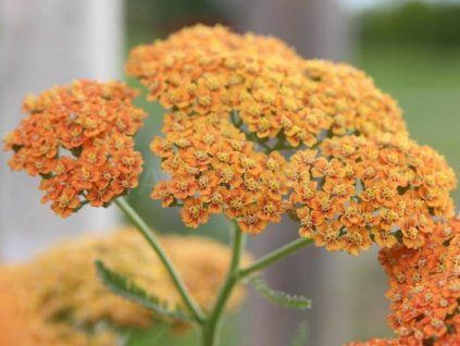 krwawnik pospolity terracotta achillea millefolium