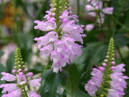 Řetězovka viržinská 'Rosea' - Physostegia virginiana 'Rosea'  Physostegia virginiana 'Rosea'