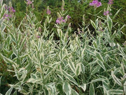 Řetězovka viržinská 'Variegata' - Physostegia virginiana 'Variegata'  Physostegia virginiana 'Variegata'