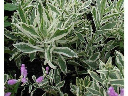60285 1 retezovka virzinska variegata