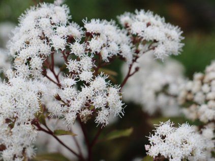 Sadec rugosum 'Chocolate' - Eupatorium rugosum 'Chocolate'  Eupatoriumrugosum 'Chocolate'