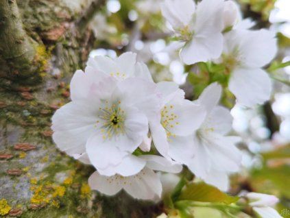 Sakura ozdobn� �Taihaku� (Balen� kontejner C7,5, Tvar roubov�no na km�nku, v��ka 100-120 cm)