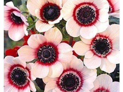 60420 1 sasanka bicolor 10 ks