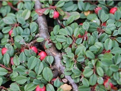 procumbens