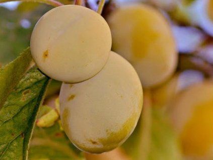 Švestka 'Špendlík žlutý'  Prunus domestica 'Špendlík žlutý'