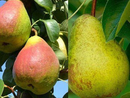 Hrušeň sloupovitá 'Duo Saphira Decora'  Pyrus communis 'Duo Saphira-Decora'