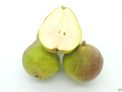 Hrušeň 'Decora' - k sloupovitému zapěstování  Pyrus communis 'Decora'