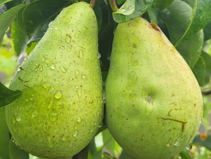 Hrušeň 'Saphira' - k sloupovitému zapěstování  Pyrus communis 'Saphira'