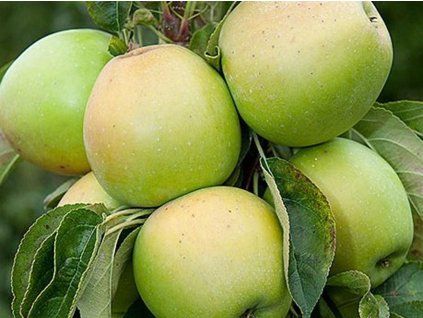 Jabloň sloupovitá 'Moonlight'  Malus domestica 'Moonlight'