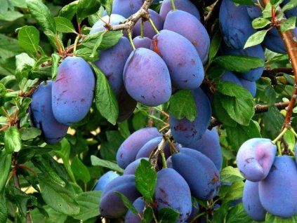 Švestka 'Fruca' - k sloupovitému zapěstování  Prunus domestica 'Fruca'