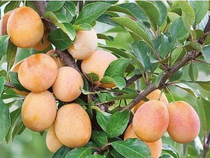 Švestkomeruňka 'Miracose®' - k sloupovitému zapěstování (Balení prostokořenný stromek, Podnož myrobalán)