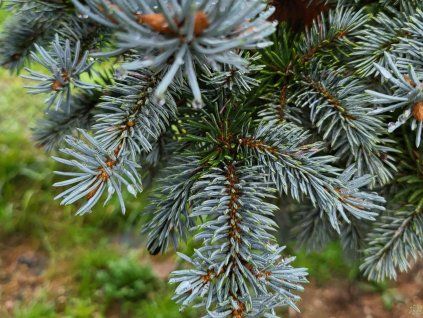 Picea pungens 'Glauca Compacta' (1)