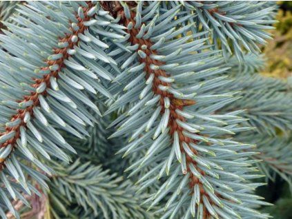Smrk pichlavý 'Glauca Pendula'  Picea pungens 'Glauca Pendula'
