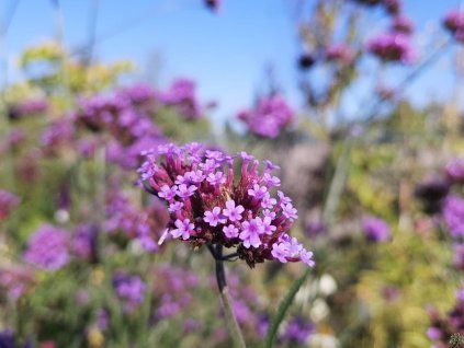 Sporýš argentinský - Verbena bonariensis  Verbena bonariensis