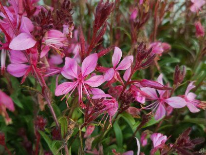 62118 1 svickovec lindheimeri siskiyou pink gaura lindheimeri siskiyou pink