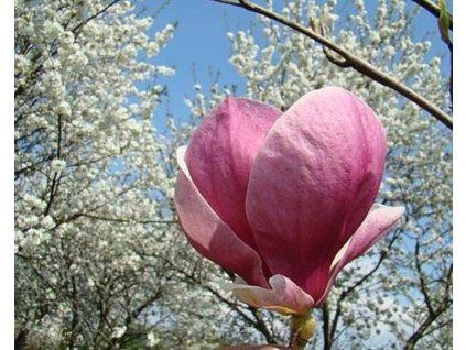 62202 1 magnolie lombardy rose