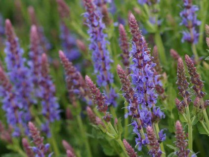 Šalvěj hajní 'Blauhügel' - Salvia nemorosa 'Blauhügel'  Salvia nemorosa 'Blauhügel'
