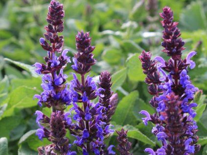 62265 salvia ne blaukoenigin 1