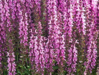 Salvia nemorosa Sensation Deep Rose