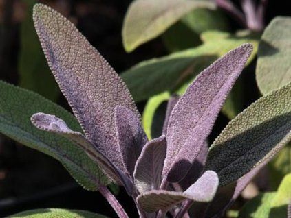 Šalvěj lékařská 'Purpurascens' - Salvia officinalis 'Purpurascens'  Salvia officinalis 'Purpurascens'