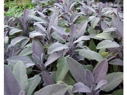 62364 1 salvej lekarska purpurascens p11