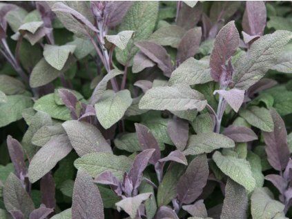 purpurea