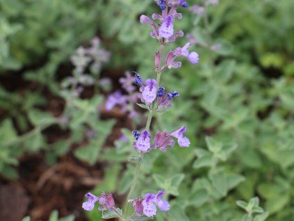 Šanta zkřížená - Nepeta x faassenii  Nepeta x faassenii