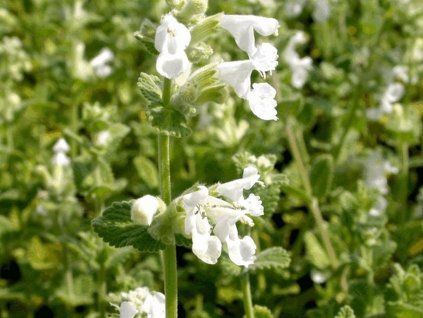 Šanta zkřížená 'Alba' -  Nepeta x faassenii 'Alba'  Nepeta x faassenii 'Alba'