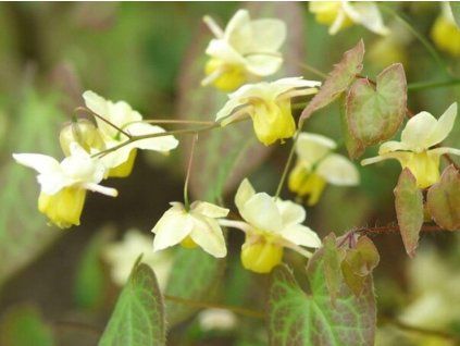 Škornice 'Frohnleiten' - Epimedium perralchicum 'Frohnleiten'  Epimedium perralchicum 'Frohnleiten'