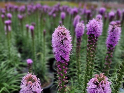 Šuškarda 'Kobold' - Liatris spicata 'Kobold'  Liatris spicata 'Kobold'