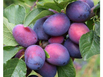 Švestka 'Anna Späth'  Prunus domestica ´Anna Späth´
