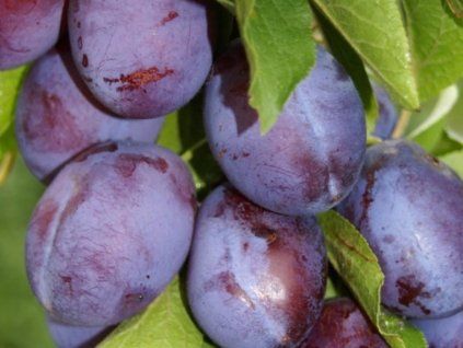 Švestka 'Bystrická Muškátová'  Prunus domestica ´Bystrická Muškátová´