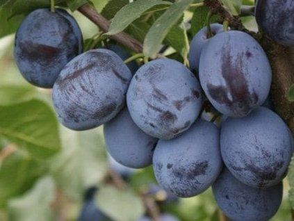 Švestka 'Čačanská lepotica'  Prunus domestica 'Čačanská Lepotica'