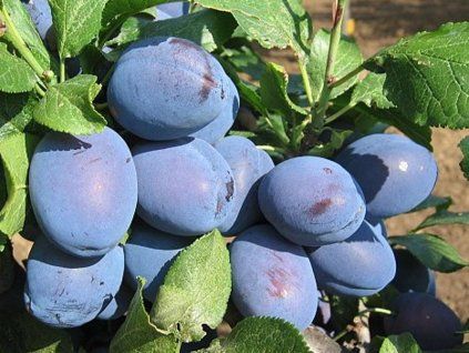 Švestka 'Čačanská najbolia'  Prunus domestica ´Čačanská najbolia´