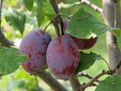 Švestka 'Čačanská raná'  Prunus domestica 'Čačanská raná'