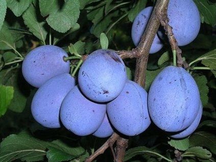 Švestka 'Elena'  Prunus domestica ´Elena´