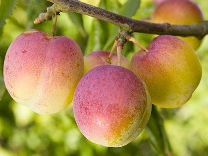 Ryngle 'Excalibur'  Prunus domestica 'Excalibur'