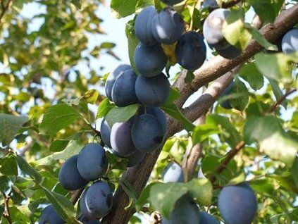 Švestka 'Hamanova'  Prunus domestica ´Hamanova´