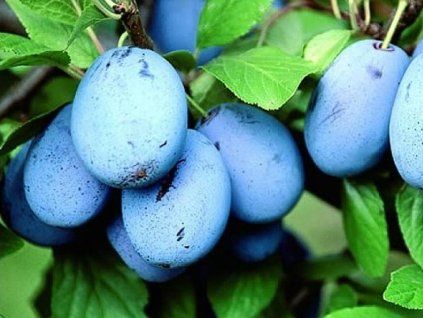 Švestka 'Haroma'  Prunus domestica 'Haroma'