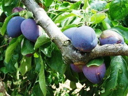 Švestka 'Chrudimská'  Prunus domestica 'Chrudimská'